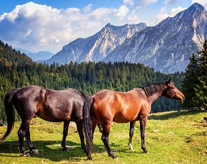 Horses